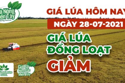 rice and paddy prices today
