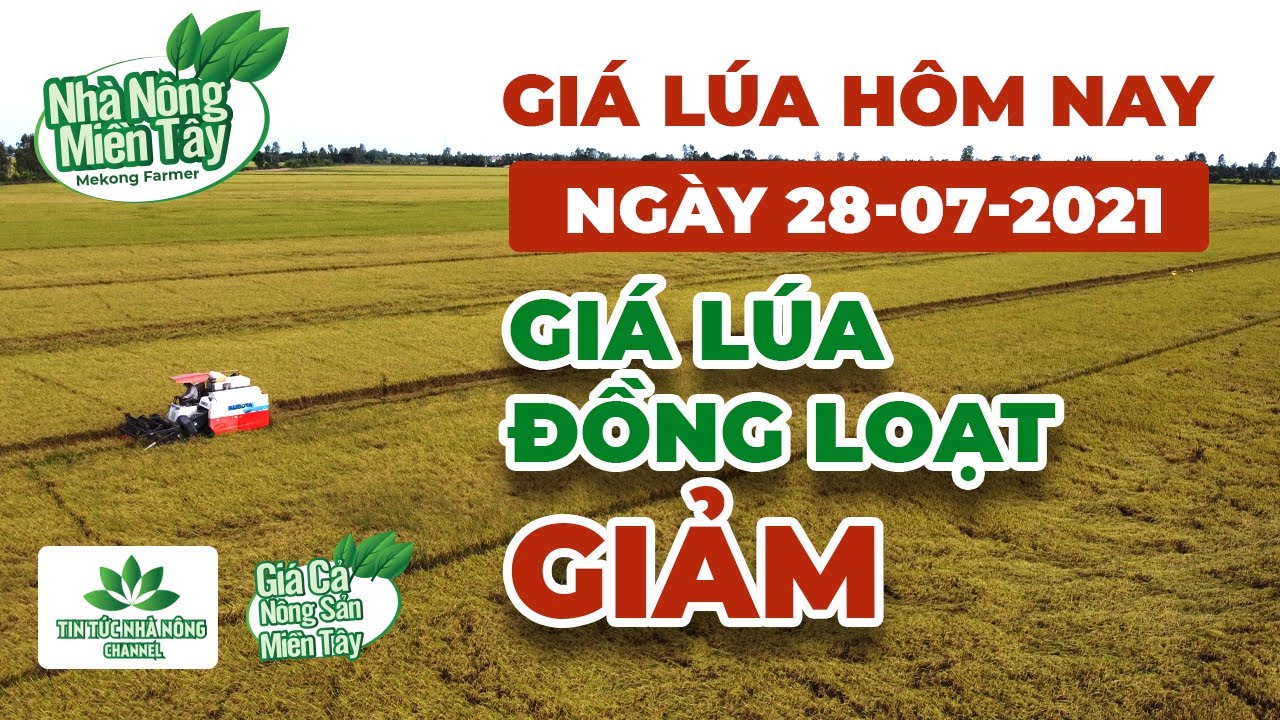 rice and paddy prices today