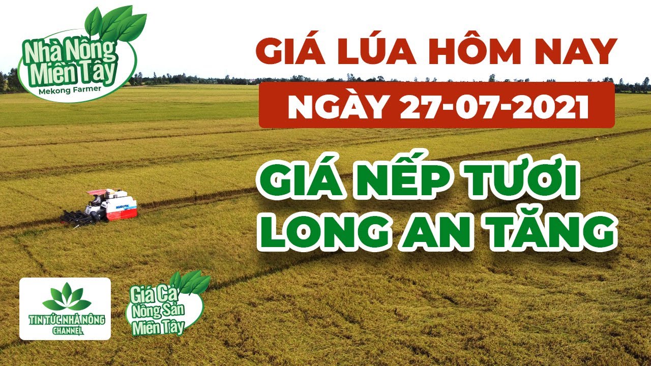rice and paddy prices today