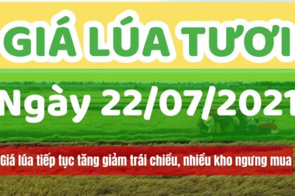 rice and paddy prices today