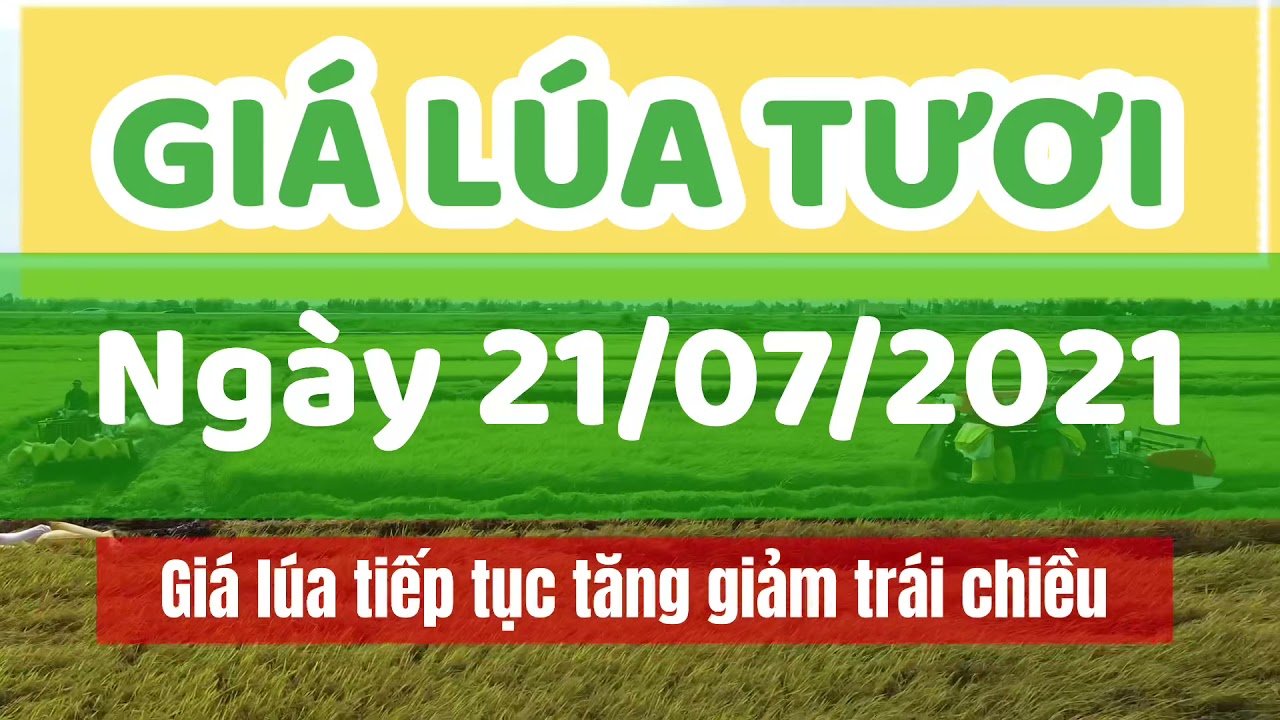 rice and paddy prices today
