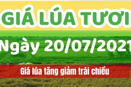 rice and paddy prices today