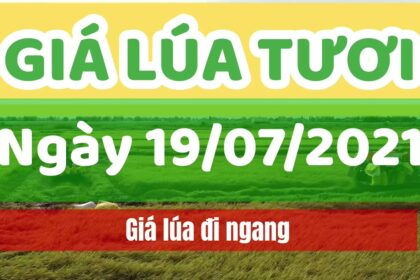 rice and paddy prices today
