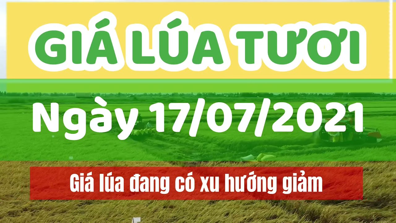 rice and paddy prices today