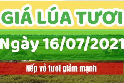 rice and paddy prices today