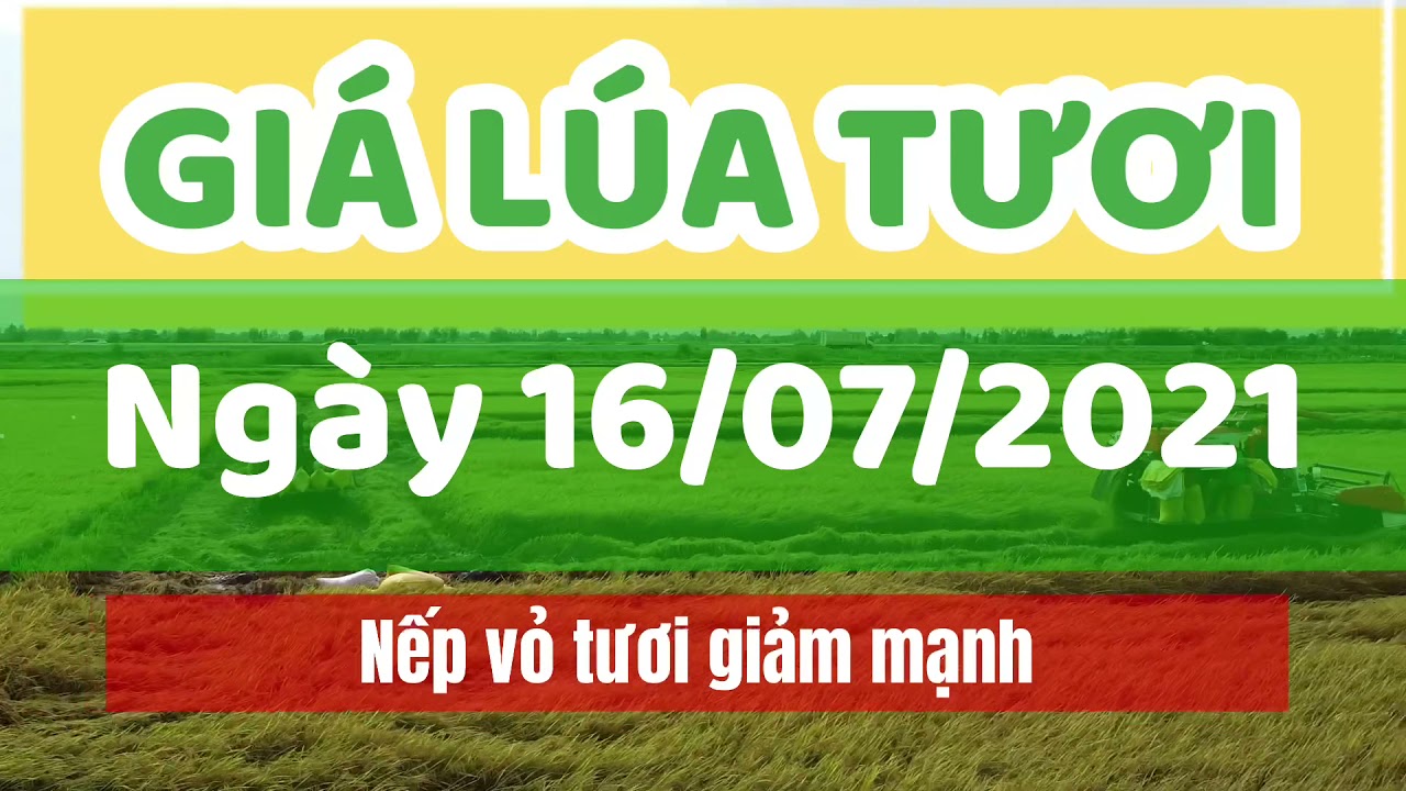 rice and paddy prices today