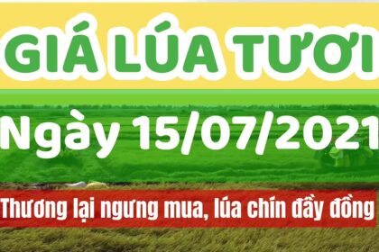 rice and paddy prices today