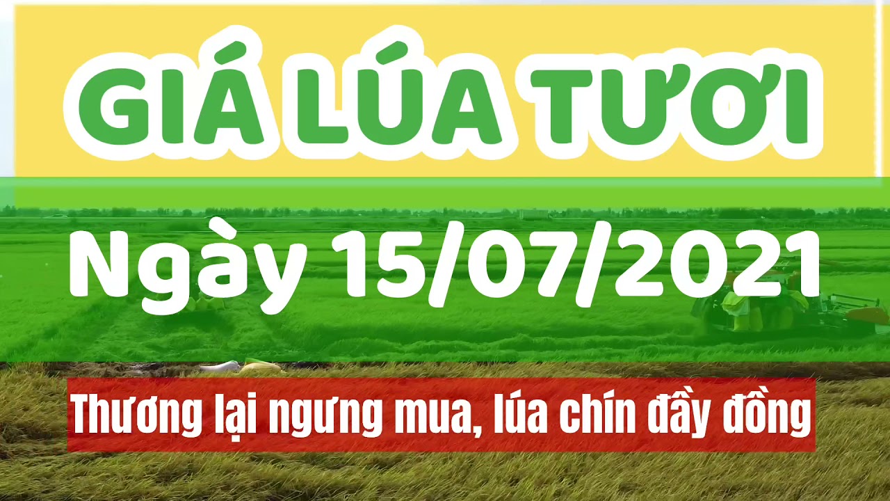 rice and paddy prices today