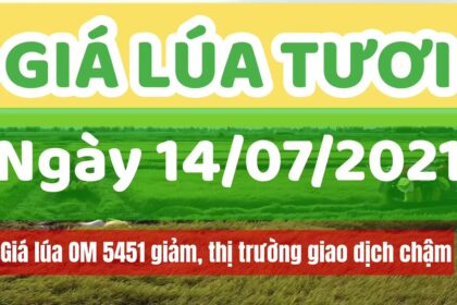 rice and paddy prices today