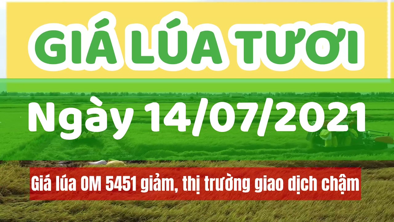 rice and paddy prices today