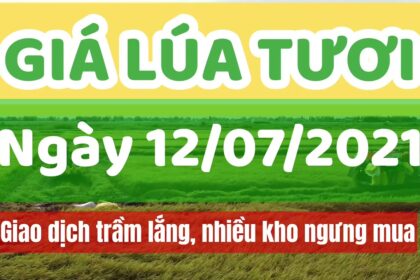 rice and paddy prices today