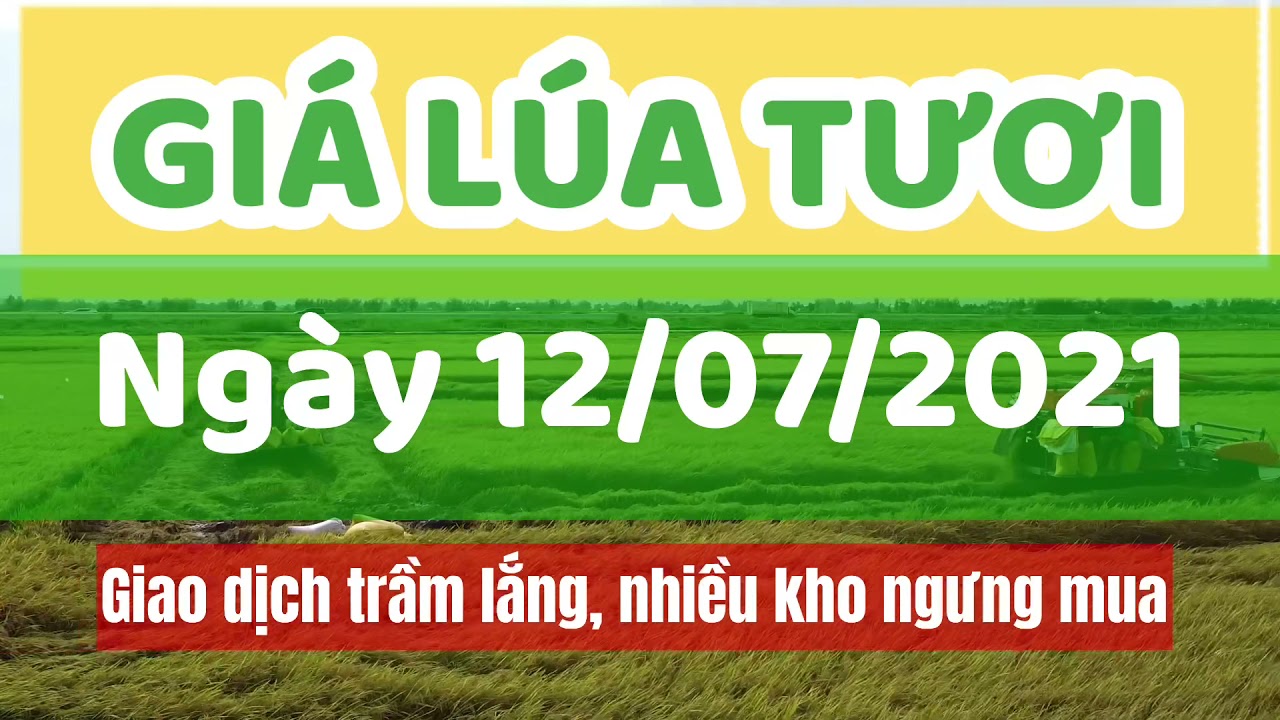 rice and paddy prices today