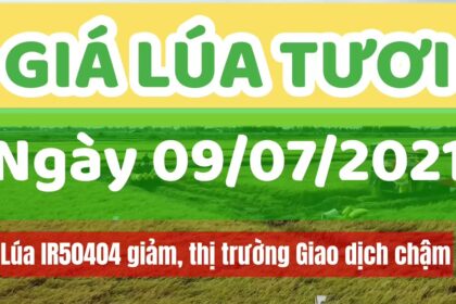 rice and paddy prices today