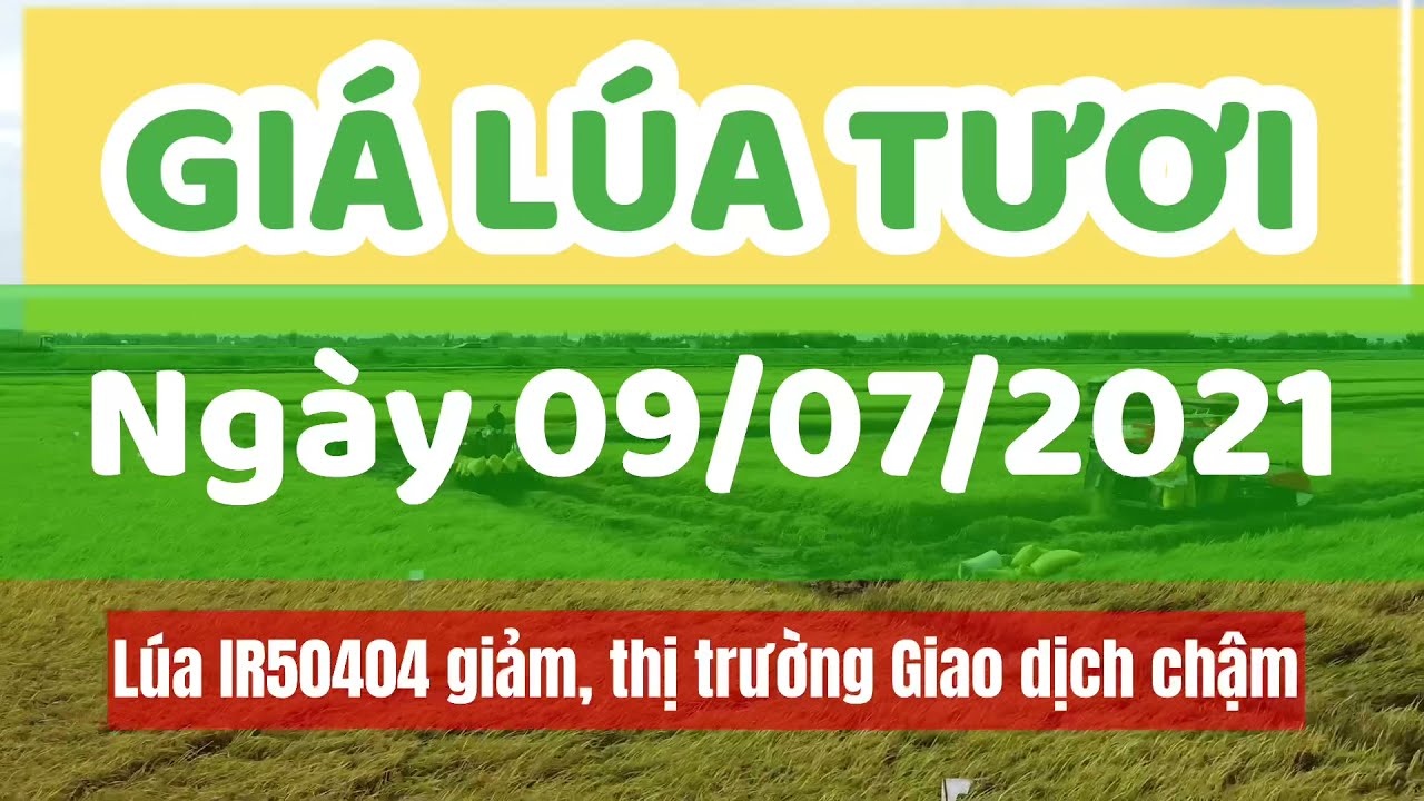 rice and paddy prices today