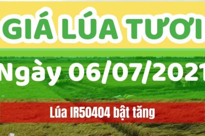 rice and paddy prices today