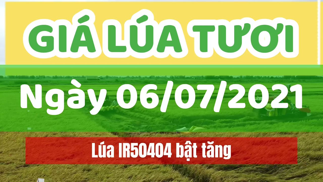 rice and paddy prices today