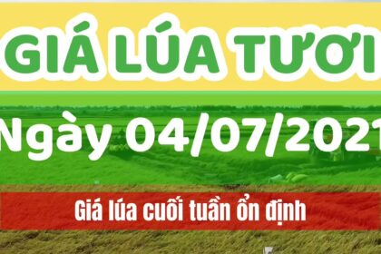 rice and paddy prices today