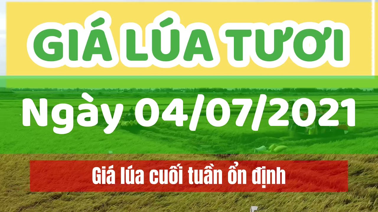 rice and paddy prices today