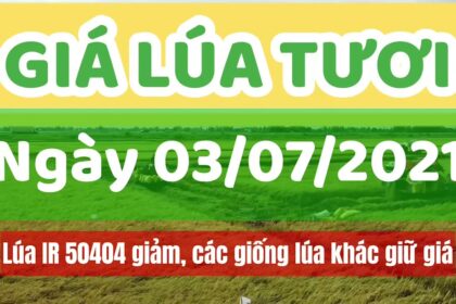 rice and paddy prices today