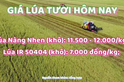 rice and paddy prices today
