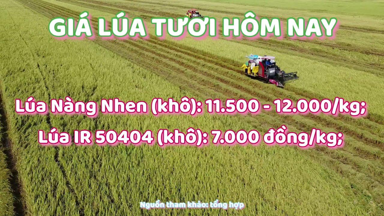 rice and paddy prices today