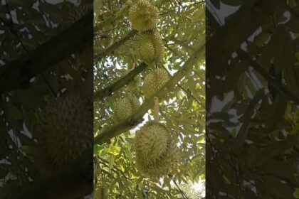 vietnam agriculture