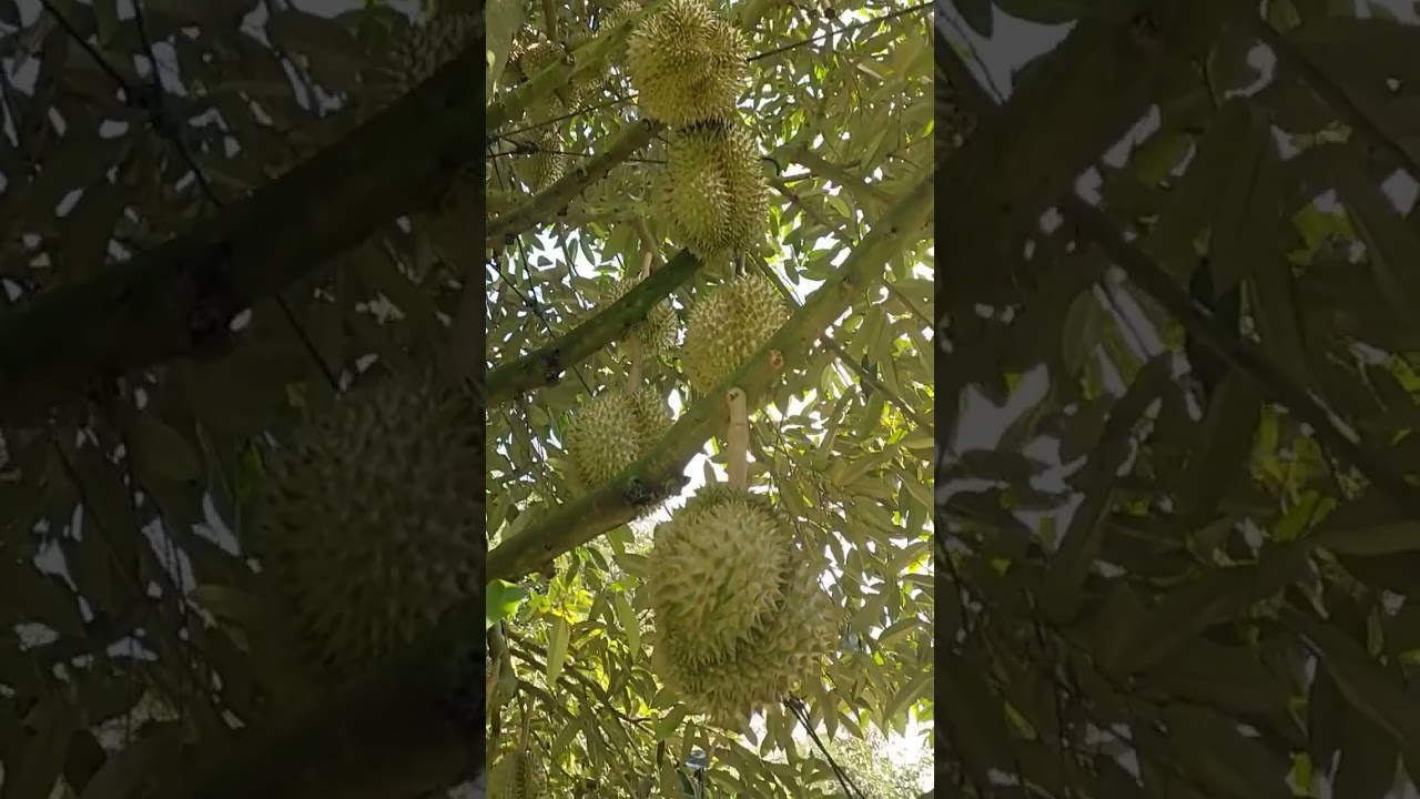 vietnam agriculture