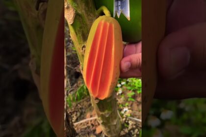 papaya