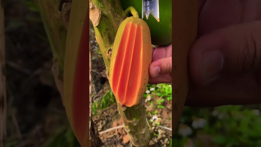 papaya