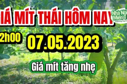 Thai jackfruit prices today