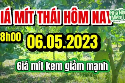 Thai jackfruit prices today