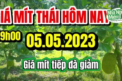 Thai jackfruit prices today