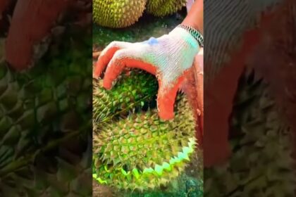 durian prices