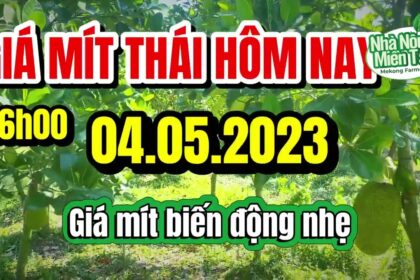 Thai jackfruit prices today