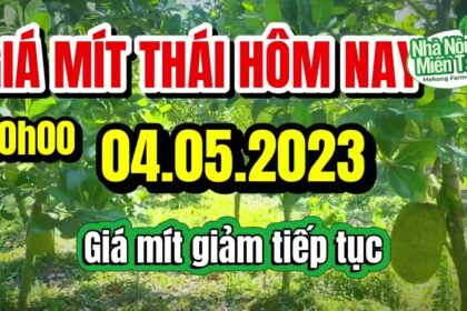 Thai jackfruit prices today