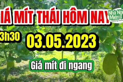 Thai jackfruit prices today