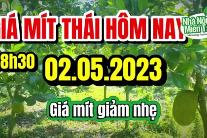 Thai jackfruit prices today