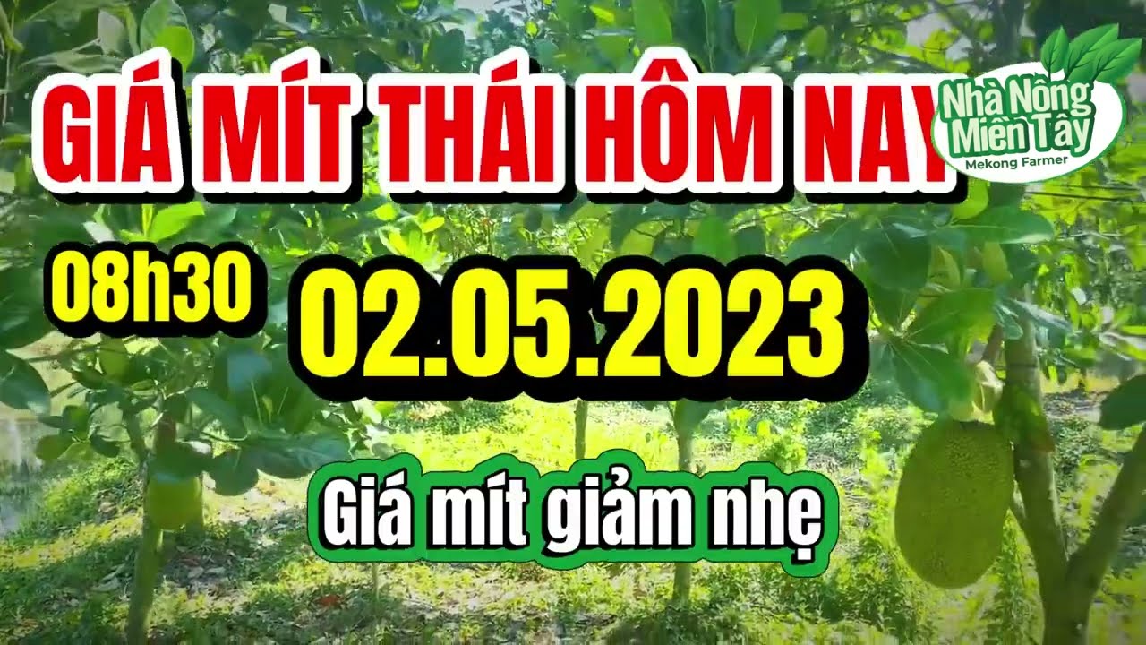 Thai jackfruit prices today