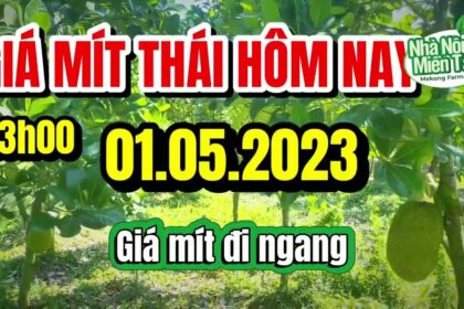 Thai jackfruit prices today