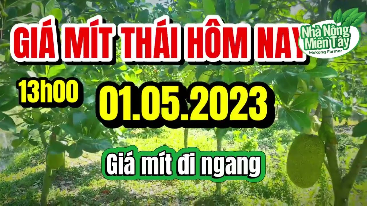 Thai jackfruit prices today