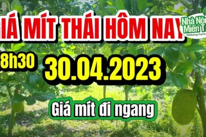 Thai jackfruit prices today