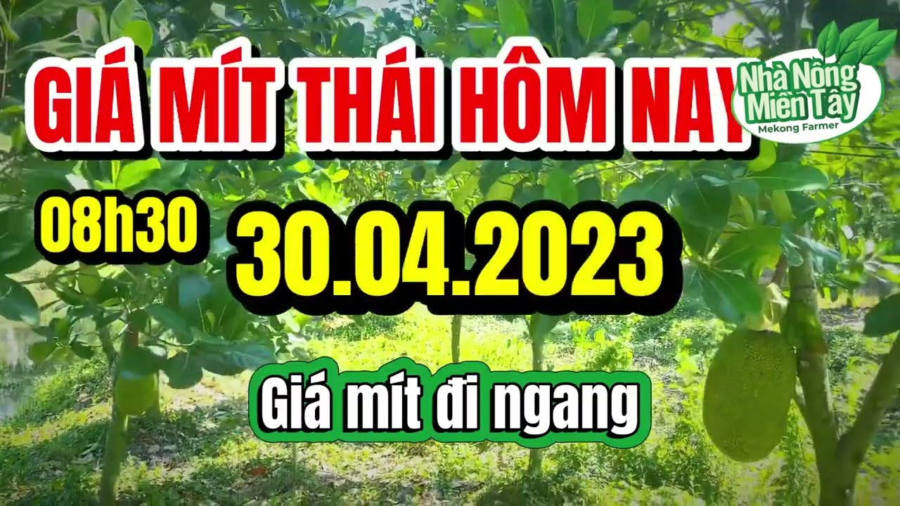 Thai jackfruit prices today