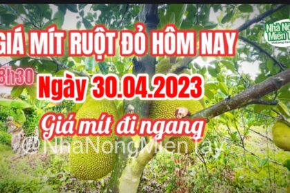 red-fleshed jackfruit prices