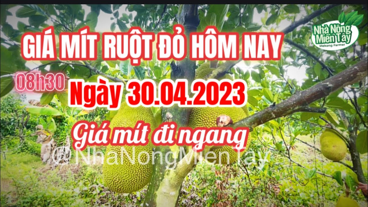 red-fleshed jackfruit prices