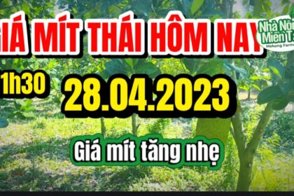 Thai jackfruit prices today