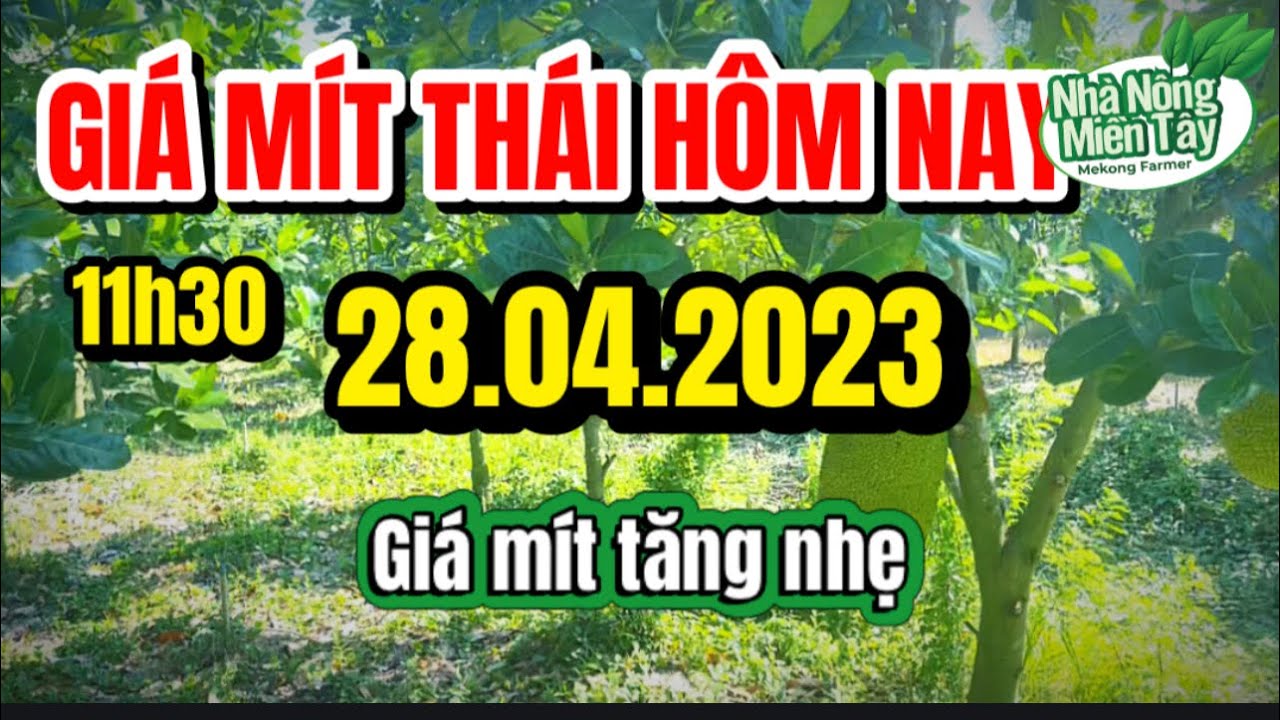 Thai jackfruit prices today