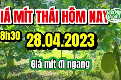 Thai jackfruit prices today