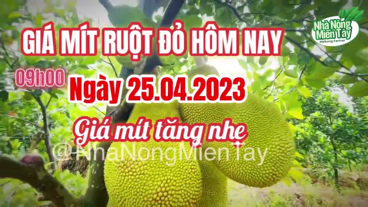 red-fleshed jackfruit prices
