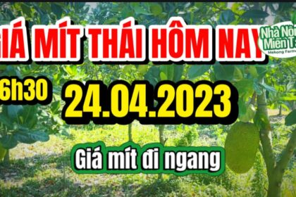 Thai jackfruit prices today