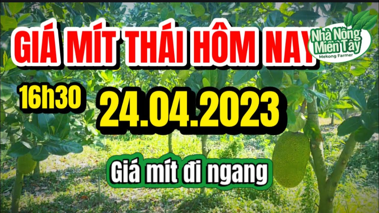 Thai jackfruit prices today
